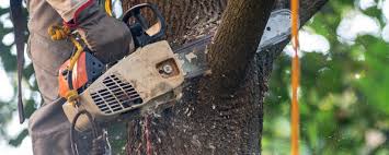 Best Tree Disease Treatment  in Monaca, PA