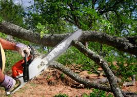 Best Tree Cabling and Bracing  in Monaca, PA