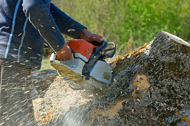 Why Choose Our Tree Removal Services in Monaca, PA?